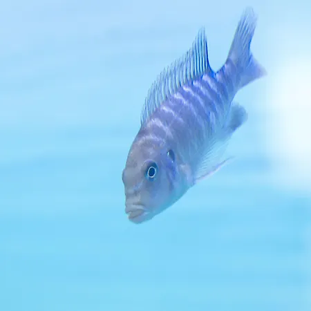 Bellevue Park With Free Parking