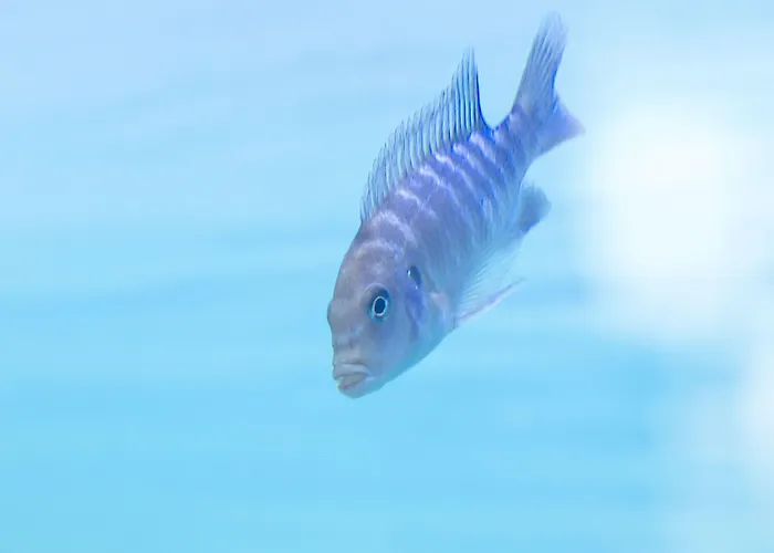 Bellevue Park With Free Parking